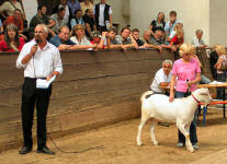Ein WDE-Jungbock wird versteigert. Auktionator: Paul Linscheid, einer der größten Ziegenhalter Deutschlands und Vorsitzender des Ziegenzuchtverbandes Rheinland-Pfalz
